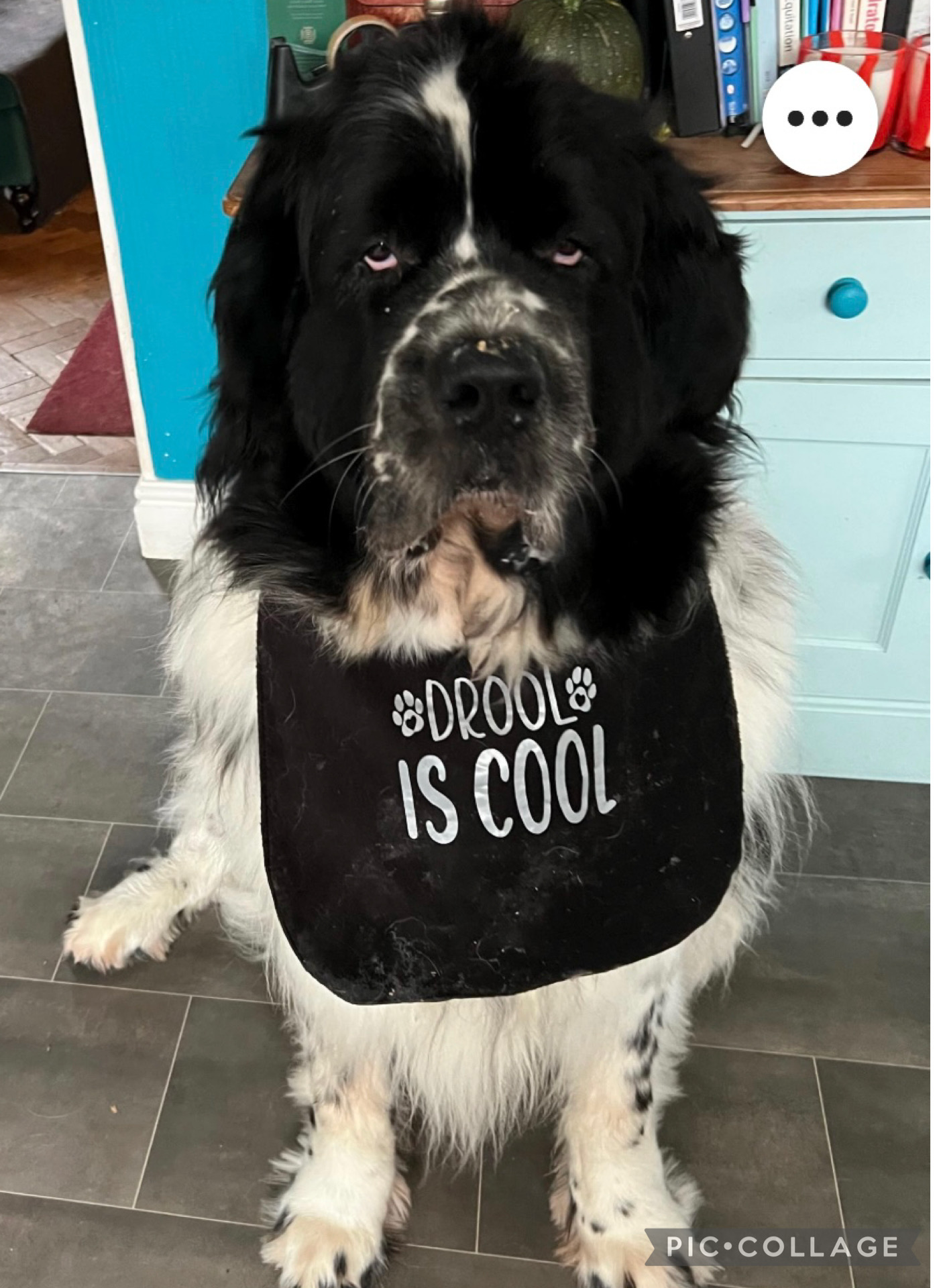 Large Breed Waterproof Dog Bib / Drool Is Cool